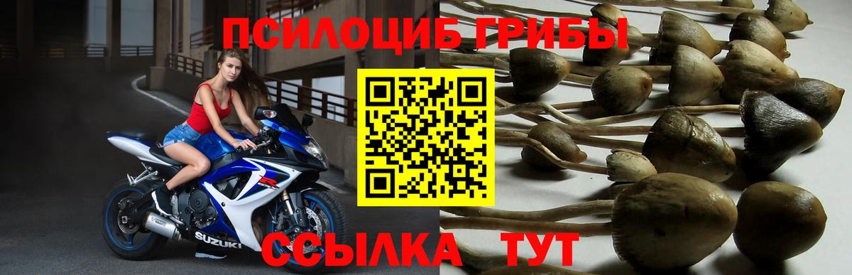Галлюциногенные грибы ЛСД  купить наркотики цена  Вход с VPN  Приморско-Ахтарск  Галлюциногенные грибы Magic Shrooms 